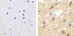 Tau Monoclonal Antibody (T46), Invitrogen&trade;