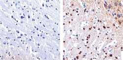 Tau Monoclonal Antibody (T46), Invitrogen&trade;
