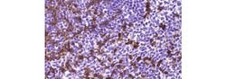 Invitrogen CD8a Monoclonal Antibody (4SM16), eBioscience , Invitrogen 25 &mu;g | Buy Online | Invitrogen&trade; | Fisher Scientific