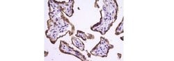 Invitrogen CD71 (Transferrin Receptor) Monoclonal Antibody (MRQ-48), eBioscience