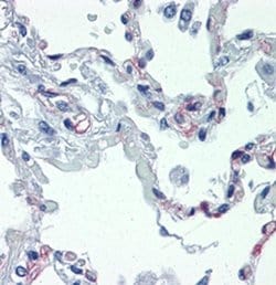 Invitrogen CD93 (AA4.1) Monoclonal Antibody (R139), eBioscience 100 &mu;g;
