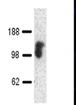 Invitrogen CD107a (LAMP-1) Monoclonal Antibody (eBioH4A3), eBioscience