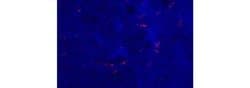 Invitrogen CD301b (MGL2) Monoclonal Antibody (11A10-B7), eBioscience ,