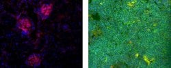 Invitrogen CD304 (Neuropilin-1) Monoclonal Antibody (XML1Y1), eBioscience
