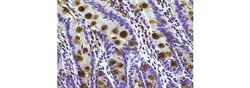Invitrogen Trefoil Factor 3 Monoclonal Antibody (5UCLNT3), eBioscience