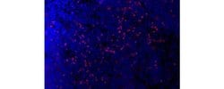 Invitrogen FOXP3 Monoclonal Antibody (NRRF-30), eBioscience , Invitrogen