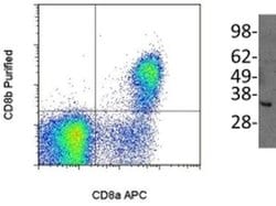 Invitrogen CD8b Monoclonal Antibody (SIDI8BEE), eBioscience 100 &mu;g;