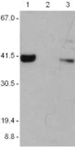 Invitrogen AIM2 Polyclonal Antibody, eBioscience 100 &mu;L; Unconjugated:Antibodies,