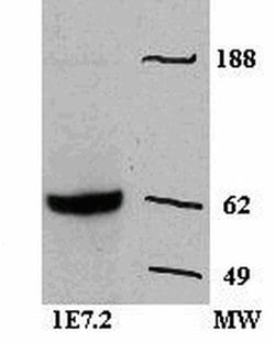 Zap-70 Monoclonal Antibody (1E7.2), eBioscience , Invitrogen:Anticuerpos:Anticuerpos