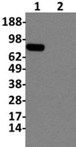 Invitrogen IkB zeta Monoclonal Antibody (LK2NAP), eBioscience 100 &mu;g;