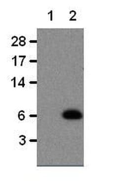 Invitrogen CCL5 (RANTES) Monoclonal Antibody (R6G9), eBioscience 100 &mu;g;
