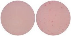 Invitrogen IL-13 Monoclonal Antibody (PVM13-1), eBioscience 50 &mu;g; Unconjugated:Antibodies,