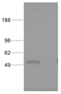 IRF8 Monoclonal Antibody (GW4CML3), eBioscience:Antibodies, Monoclonal