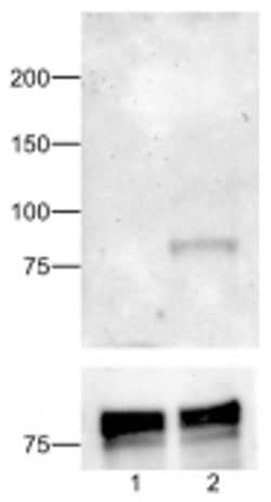 Phospho-STAT1 (Tyr701) Monoclonal Antibody (KIKSI0803), eBioscience , Invitrogen:Antibodies:Primary