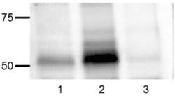 Invitrogen Phospho-SRC (Tyr418) Monoclonal Antibody (SC1T2M3), eBioscience