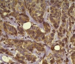 Osteopontin Monoclonal Antibody (2F10), eBioscience , Invitrogen 100 &mu;g;