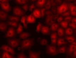 Invitrogen HSP27 Monoclonal Antibody (STRSN), eBioscience 25 &mu;g; Unconjugated:Antibodies,