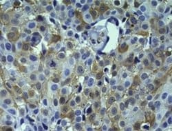Invitrogen HSP27 Monoclonal Antibody (STRSN), eBioscience 25 &mu;g; Unconjugated:Antibodies,