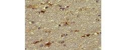 Invitrogen ALDH1L1 Monoclonal Antibody (7G8), eBioscience 2 mg; Unconjugated:Antibodies,