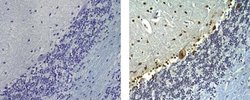 Invitrogen Musashi-2 Monoclonal Antibody (C1), eBioscience 100 &mu;g; Unconjugated:Antibodies,