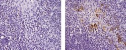 Invitrogen LAMP5 (BAD-LAMP) Monoclonal Antibody (34.2), eBioscience 2 mg;