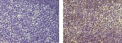 SPI-B Monoclonal Antibody (235D), eBioscience , Invitrogen:Antibodies:Primary