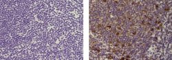 Invitrogen TRAF-1 Monoclonal Antibody (1F3), eBioscience 100 &mu;g; Unconjugated:Antibodies,