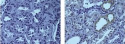 Invitrogen HES1 Monoclonal Antibody (4H1HES1), eBioscience 100 &mu;g; Unconjugated:Antibodies,