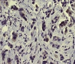 Invitrogen Phospho-NFkB p65 (Ser529) Monoclonal Antibody (MCFA30), eBioscience:Antibodies:Primary