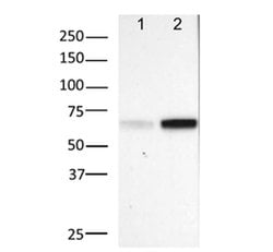 Invitrogen Phospho-NFkB p65 (Ser529) Monoclonal Antibody (MCFA30), eBioscience:Antibodies:Primary