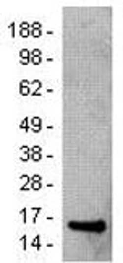 Invitrogen SAP (SLAM-Associated Protein) Monoclonal Antibody (10C4.2),