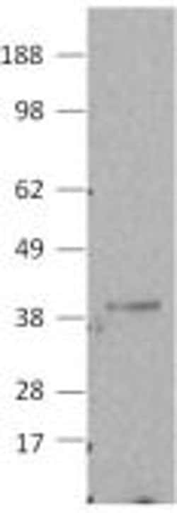 Invitrogen Caspase 7 Monoclonal Antibody (20F3), eBioscience 25 &mu;g;