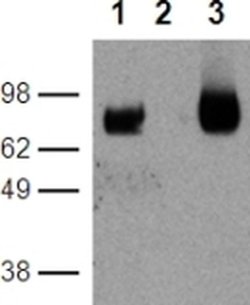 CD39 Monoclonal Antibody (24DMS1), Functional Grade, eBioscience:Antibodies,