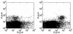 Invitrogen CD314 (NKG2D) Monoclonal Antibody (C7), Functional Grade, eBioscience:Antibodies:Primary