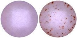 Invitrogen IFN gamma Monoclonal Antibody (MD-1), Functional Grade, eBioscience