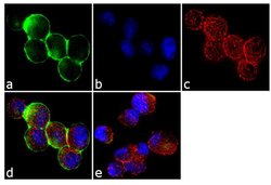 Invitrogen&trade;&nbsp;c-Met Monoclonal Antibody (3D4)