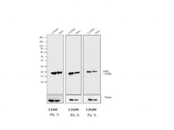 Invitrogen™ Goat anti-Mouse IgG (H+L) Cross-Adsorbed Secondary Antibody, AP