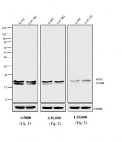 Invitrogen™ Goat anti-Mouse IgG Fc Secondary Antibody, AP