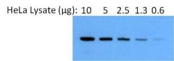 Invitrogen™ Goat anti-Rabbit IgG (H+L) Secondary Antibody, AP