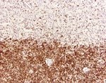 Thumbnail_Goat anti-Mouse IgG (H+L) Secondary Antibody, HRP, Invitrogen 2 mL; HRP:Antibodies,