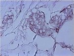 Thumbnail_Goat anti-Mouse IgG (H+L) Secondary Antibody, HRP, Invitrogen 2 mL; HRP:Antibodies,