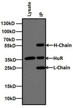 Thumbnail_Goat anti-Mouse IgG (H+L) Secondary Antibody, HRP, Invitrogen 2 mL; HRP:Antibodies,
