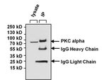 Thumbnail_Goat anti-Mouse IgG (H+L) Secondary Antibody, HRP, Invitrogen 2 mL; HRP:Antibodies,