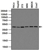 Thumbnail_Goat anti-Mouse IgG (H+L) Secondary Antibody, HRP, Invitrogen 2 mL; HRP:Antibodies,