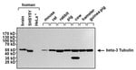 Thumbnail_Goat anti-Mouse IgG (H+L) Secondary Antibody, HRP, Invitrogen 2 mL; HRP:Antibodies,