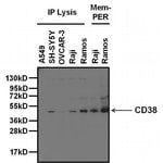 Thumbnail_Goat anti-Mouse IgG (H+L) Secondary Antibody, HRP, Invitrogen 2 mL; HRP:Antibodies,