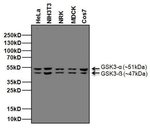 Thumbnail_Goat anti-Mouse IgG (H+L) Secondary Antibody, HRP, Invitrogen 2 mL; HRP:Antibodies,