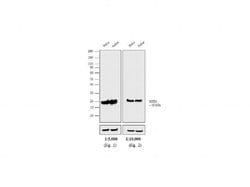 Invitrogen™ Goat anti-Mouse IgG F(ab')2 Secondary Antibody, HRP