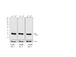 Invitrogen F(ab')2-Goat anti-Mouse IgG (H+L) Cross-Adsorbed Secondary Antibody,