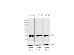 Invitrogen™ F(ab')2-Goat anti-Mouse IgG, IgM (H+L) Cross-Adsorbed Secondary Antibody, HRP